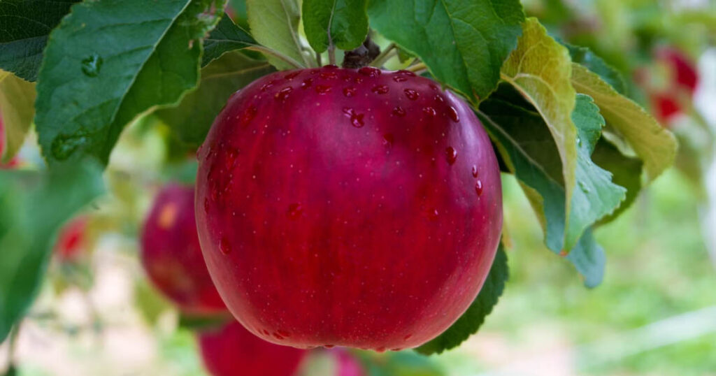 Manger une pomme serait bénéfique pour la santé des plus de 65 ans