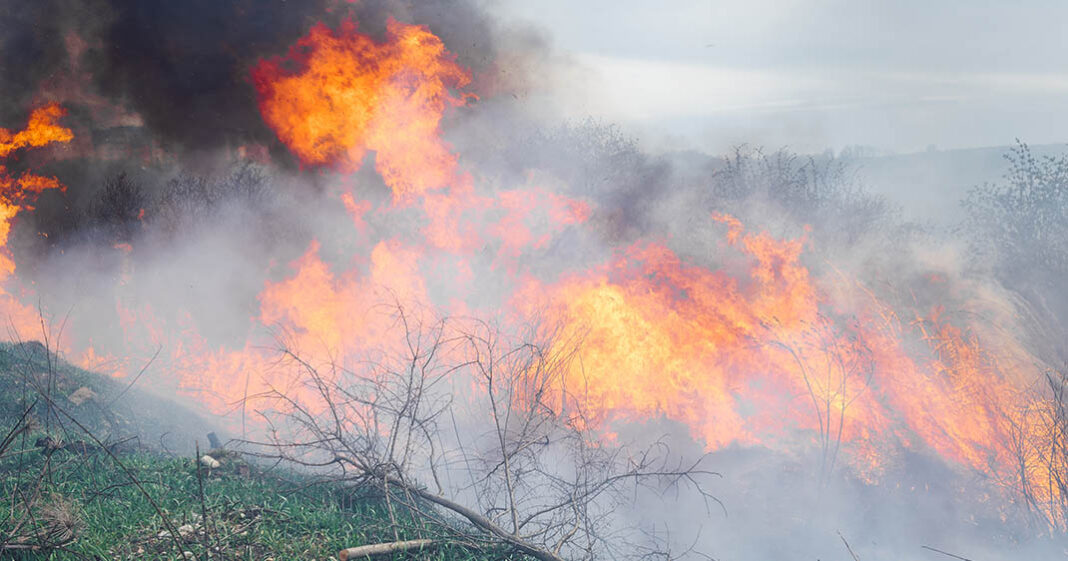 La fumée émise lors des feux de foret pourrait augmenter les risques de démence