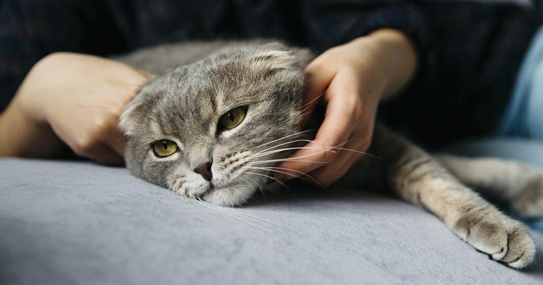 Le typhus du chat peut être très dangereux pour les animaux de compagnie