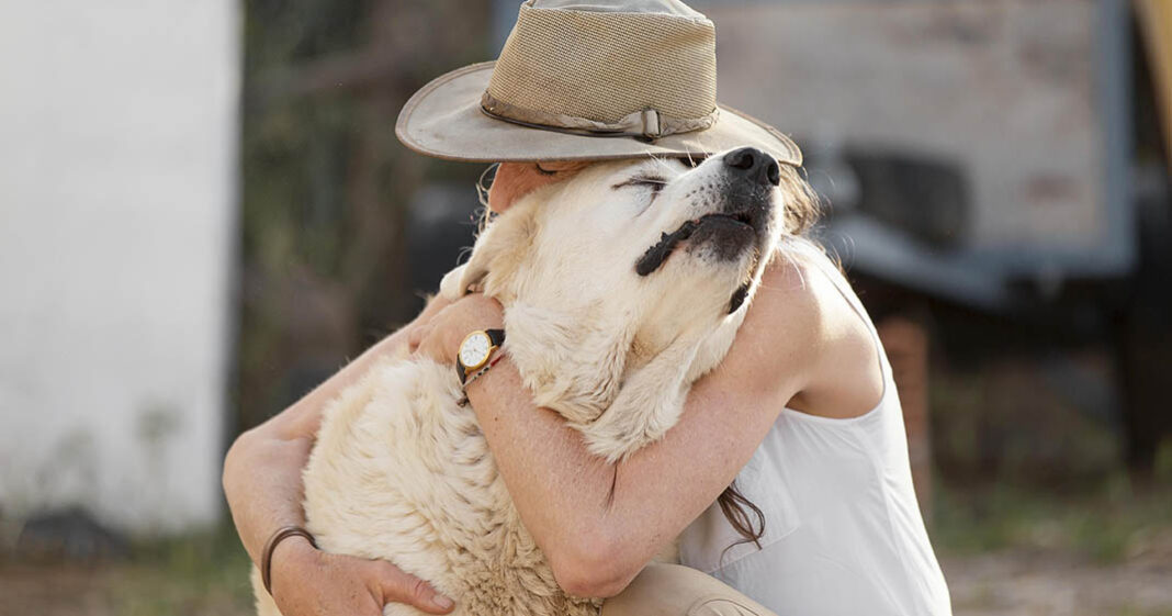 Les chiens peuvent être de vrais alliés pour soulager la douleur