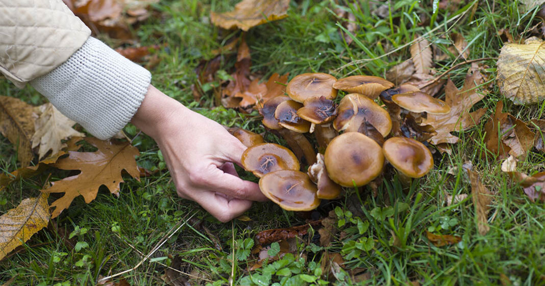 Les intoxications alimentaires dues aux champignons sont nombreuses en 2024